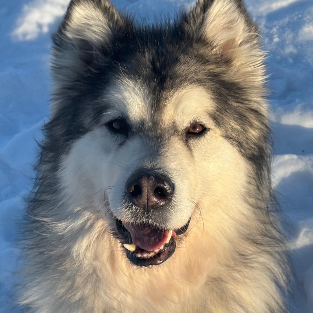 Claire, a Adoptable Alaskan Malamute in Brookfield, WI image 6/6