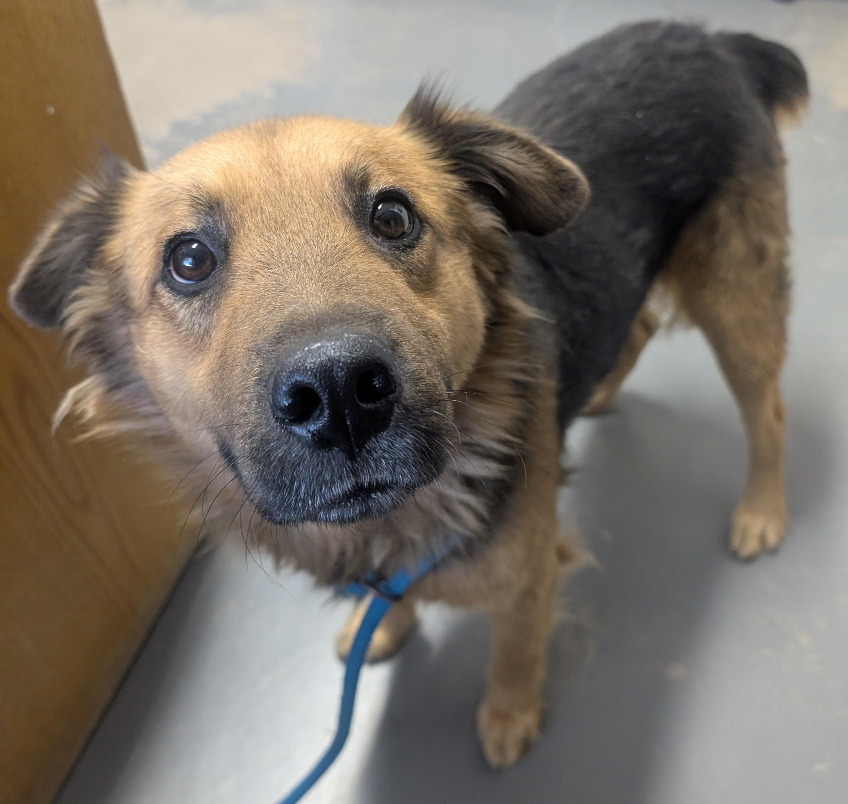 Enlarge Grizzy, a ADOPTABLE mixed breed in Bisbee, AZ image 1/1