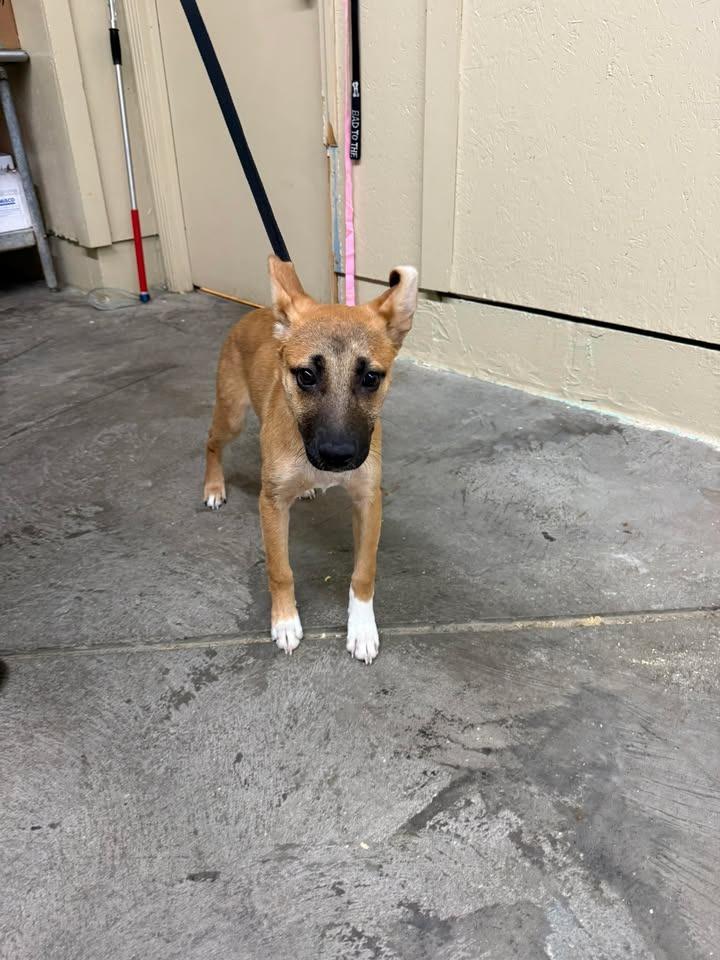 Sage, Adoptable, Puppy Female Shepherd.