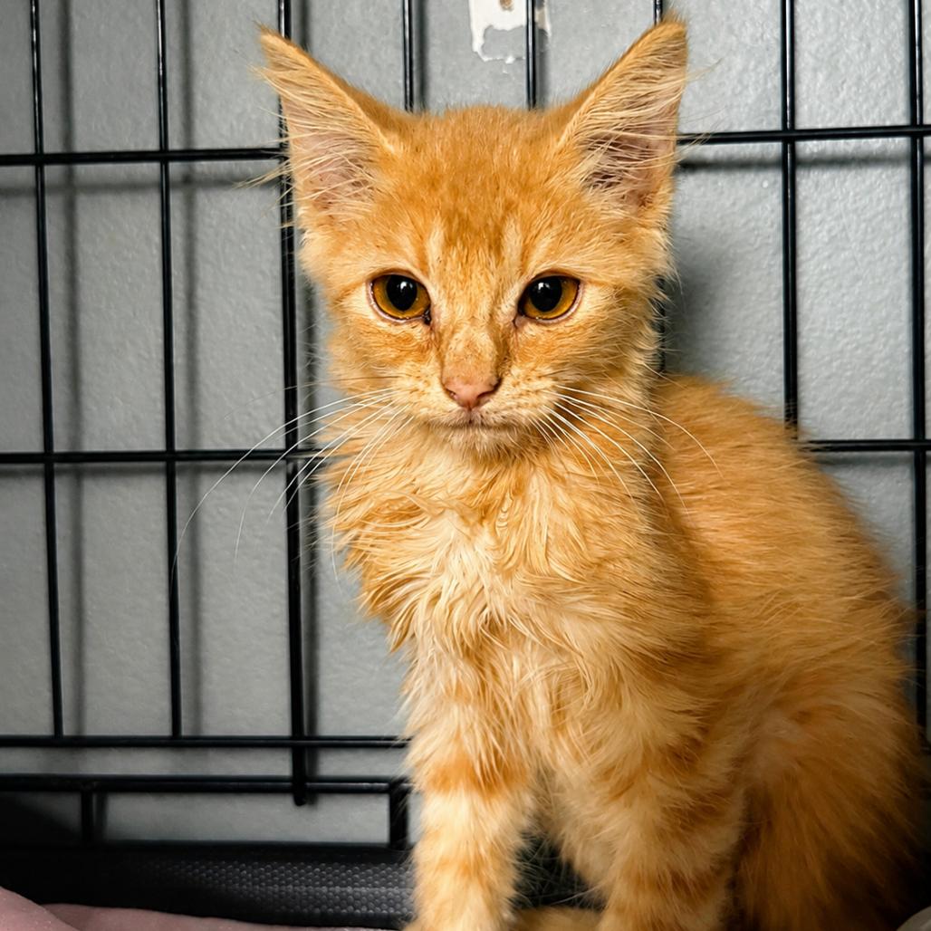 Enlarge Mission   2301 e graves, a Adoptable Domestic Short Hair in debary, FL image 1/1