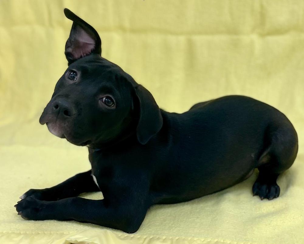 Mary, Adoptable, Puppy Female American Bulldog & Pit Bull Terrier.