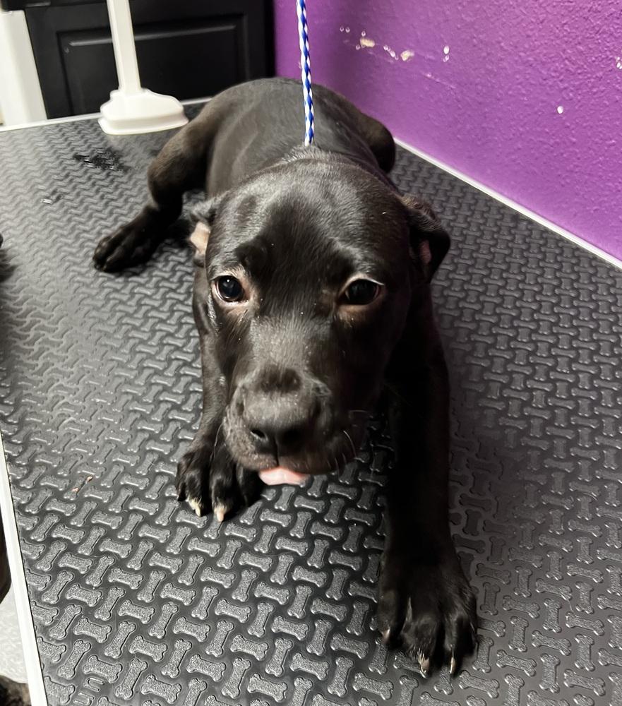 Enlarge Mary, a Adoptable mixed breed in Jamestown, CA image 2/2