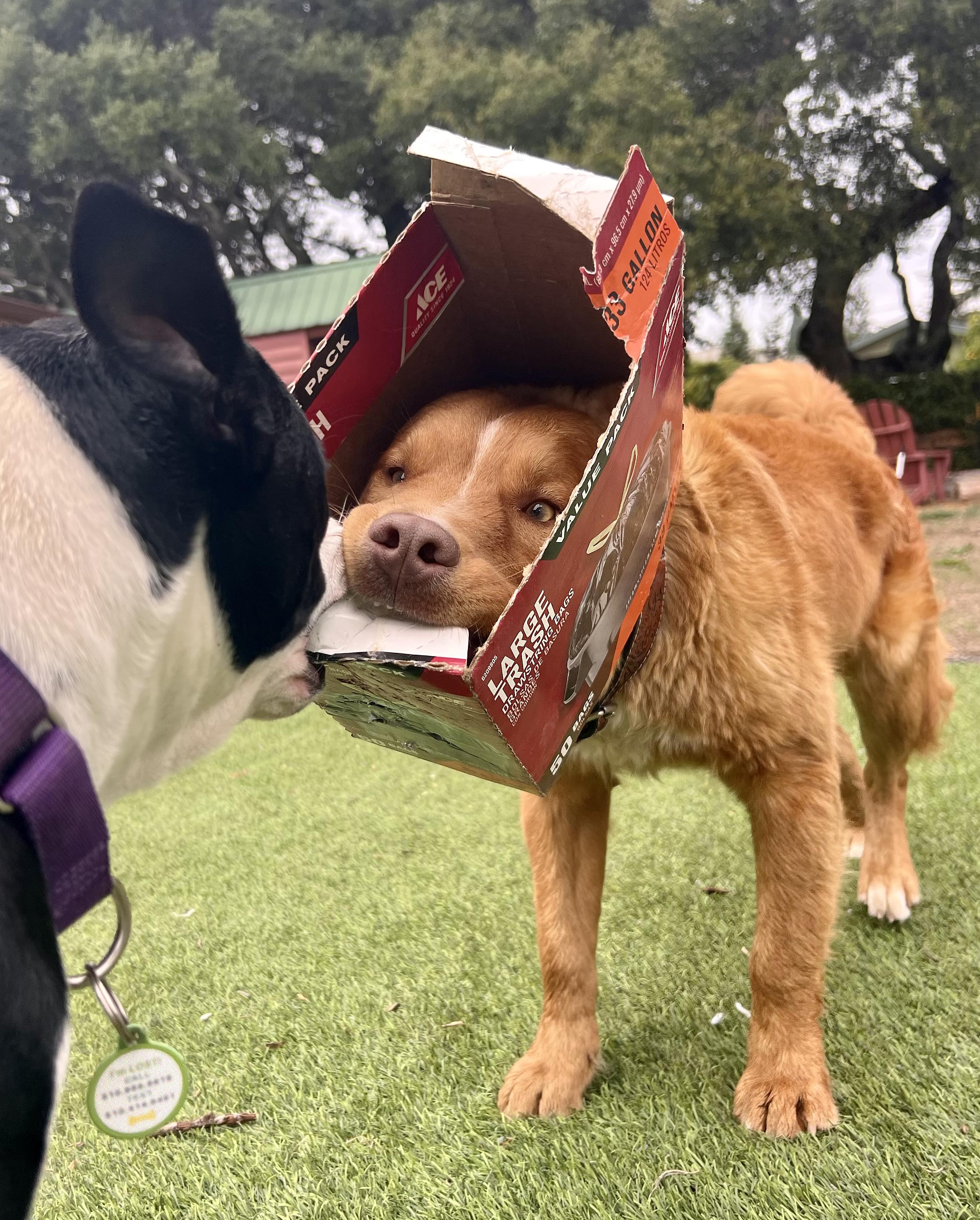 Yowie, ADOPTABLE, Adult Male Mixed Breed.