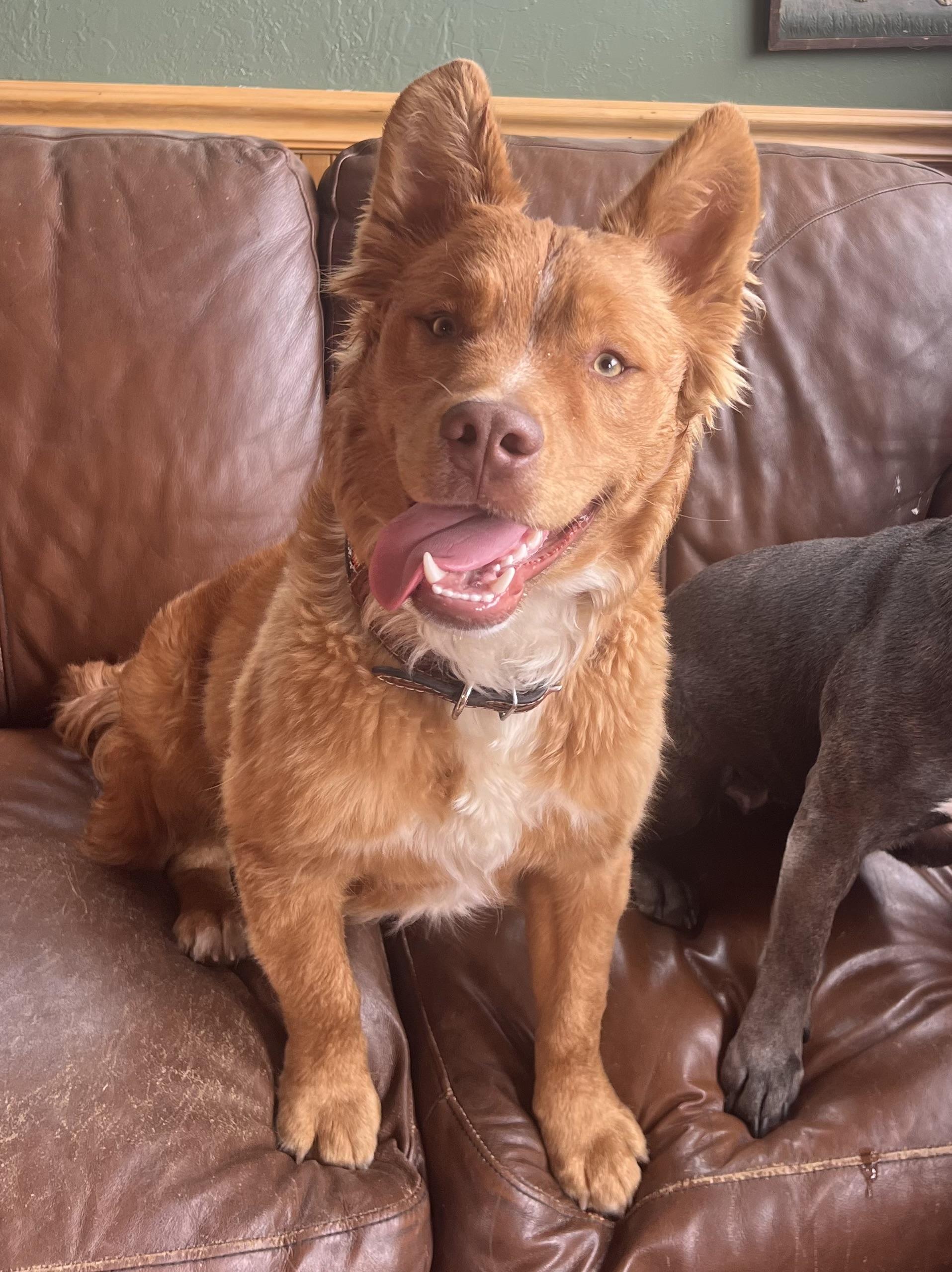 Enlarge Yowie, a ADOPTABLE Mixed Breed in Oakland, CA image 3/4