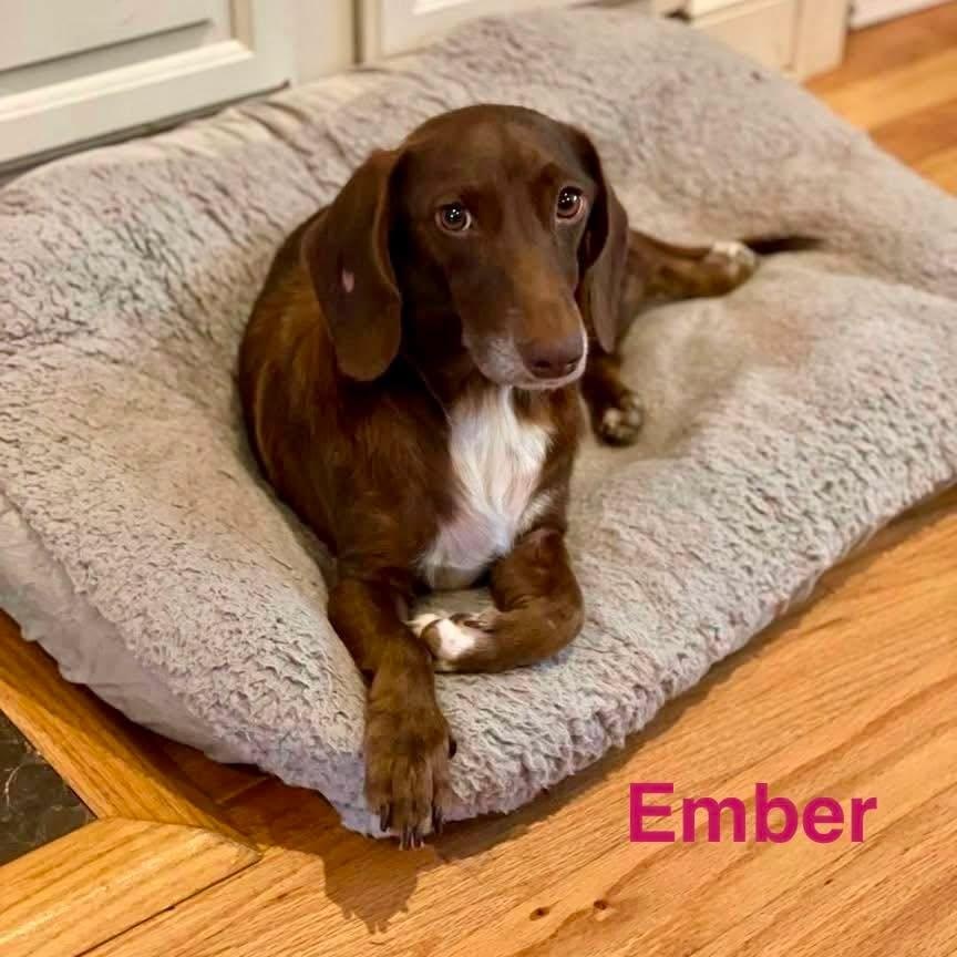 Enlarge EMBER, a ADOPTABLE mixed breed in Madisonville, LA image 1/2