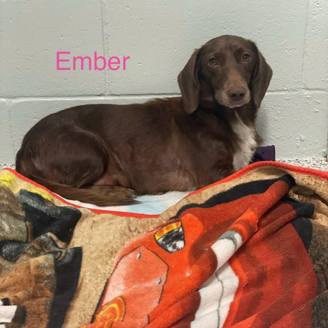 Enlarge EMBER, a ADOPTABLE mixed breed in Madisonville, LA image 2/2