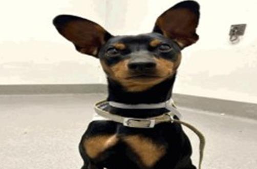 MCCAFFREY, Adoptable, Young Male Miniature Pinscher.