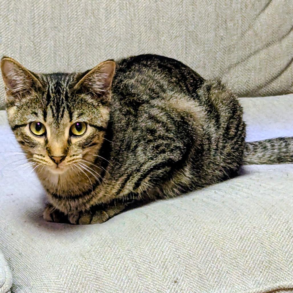 Pennsylvania, Adoptable, Young Male Domestic Short Hair.