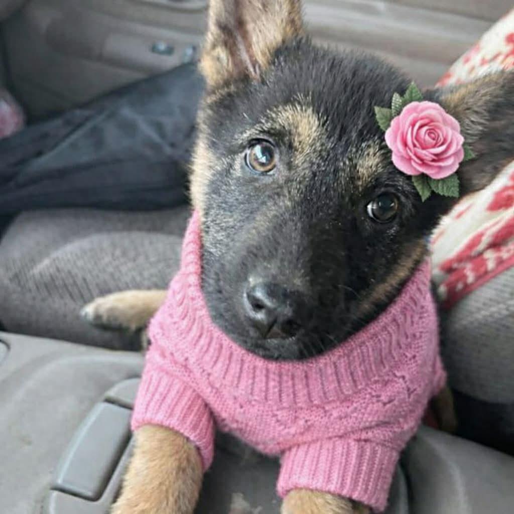 MAYA GS — thumbnail 5