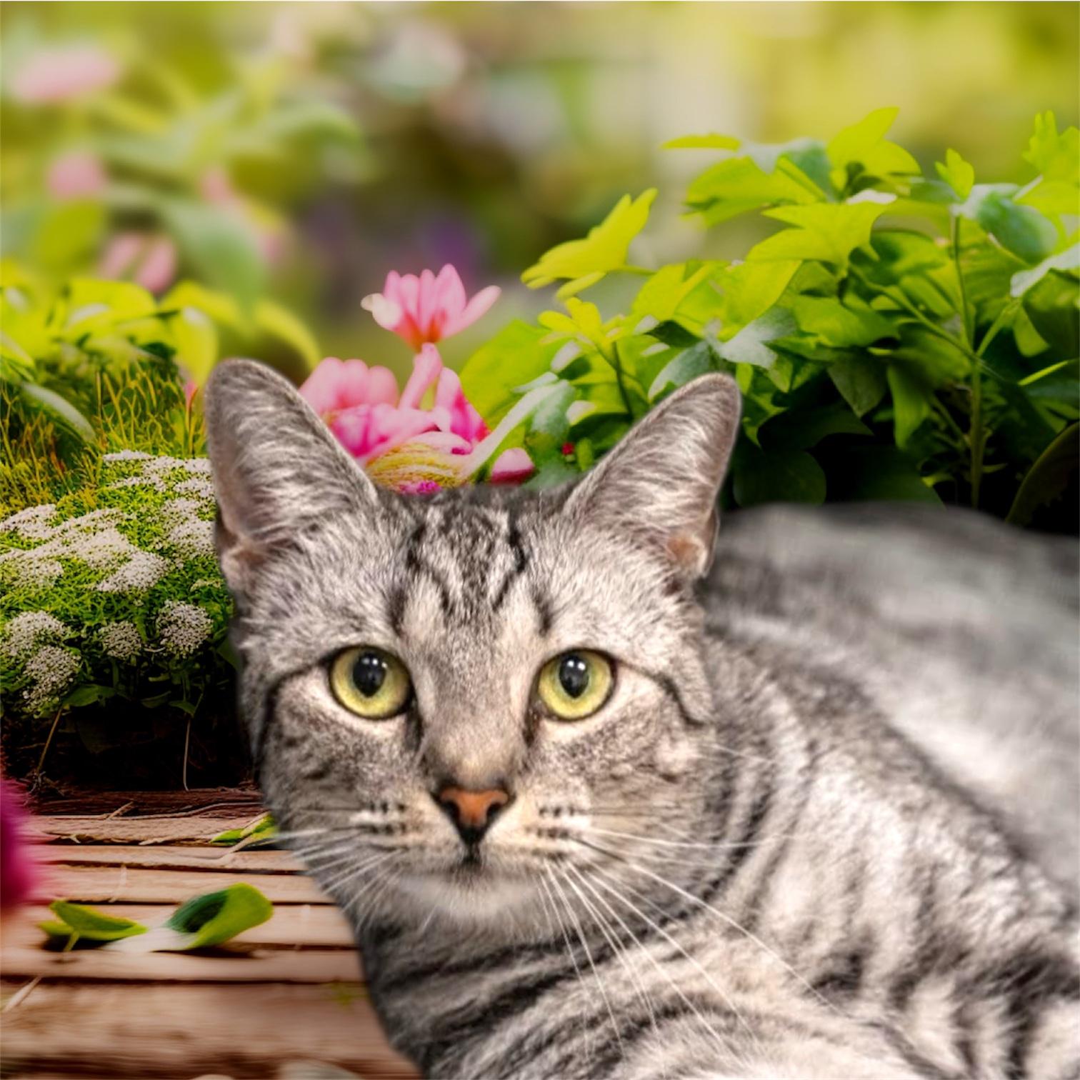 Chrome, an adoptable Silver in Dalton, GA, 30721 | Photo Image 1