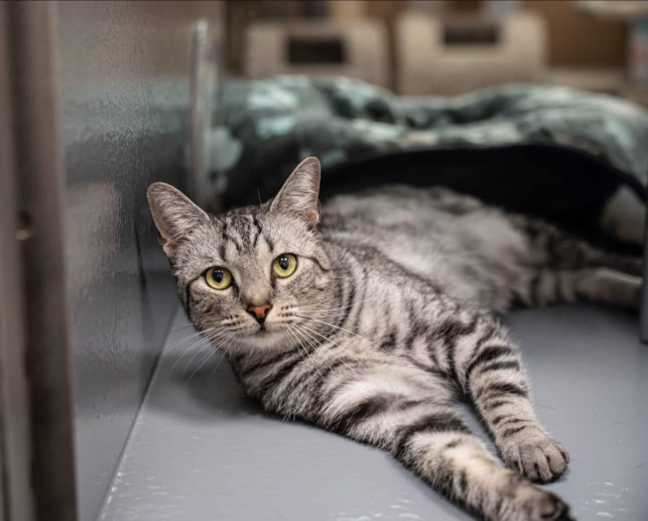 Chrome, an adoptable Silver in Dalton, GA, 30721 | Photo Image 2