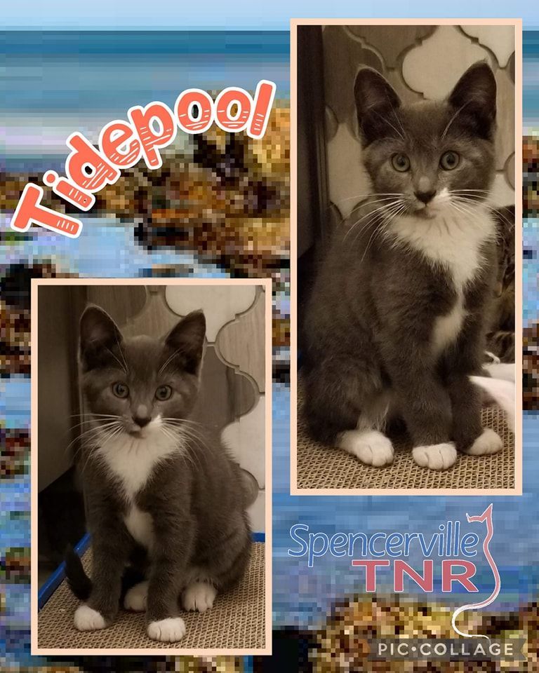 Tidepool , Adopted, Kitten Female Domestic Short Hair.