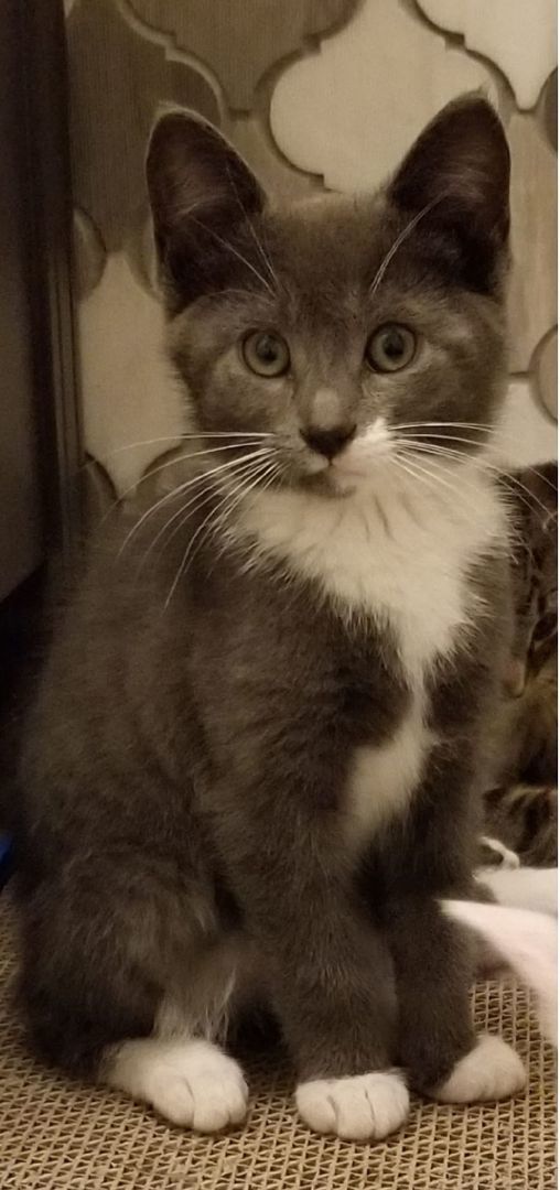 Enlarge Tidepool , a Adopted Domestic Short Hair in Spencerville, ON image 2/6