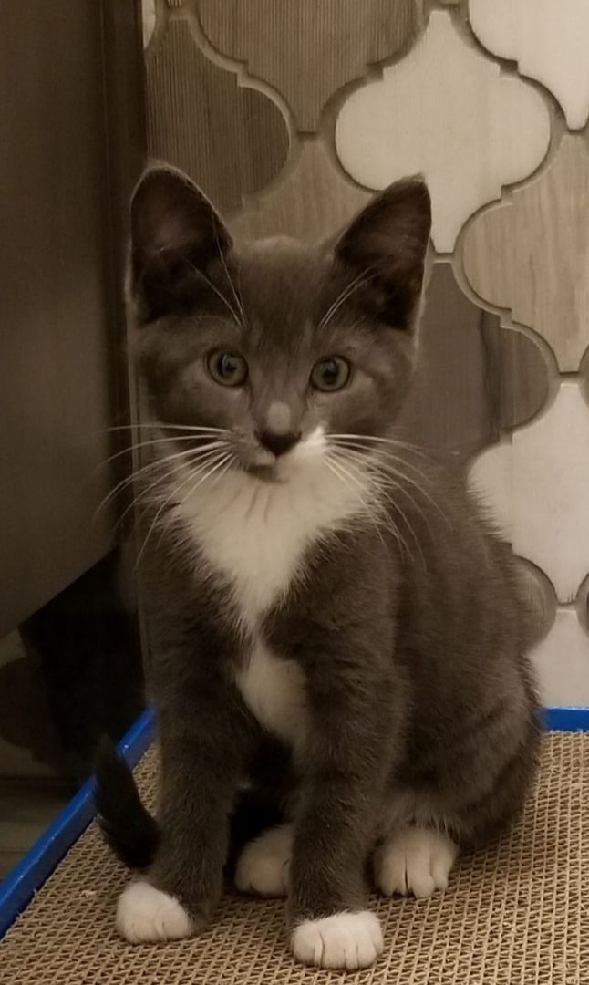 Enlarge Tidepool , a Adopted Domestic Short Hair in Spencerville, ON image 3/6