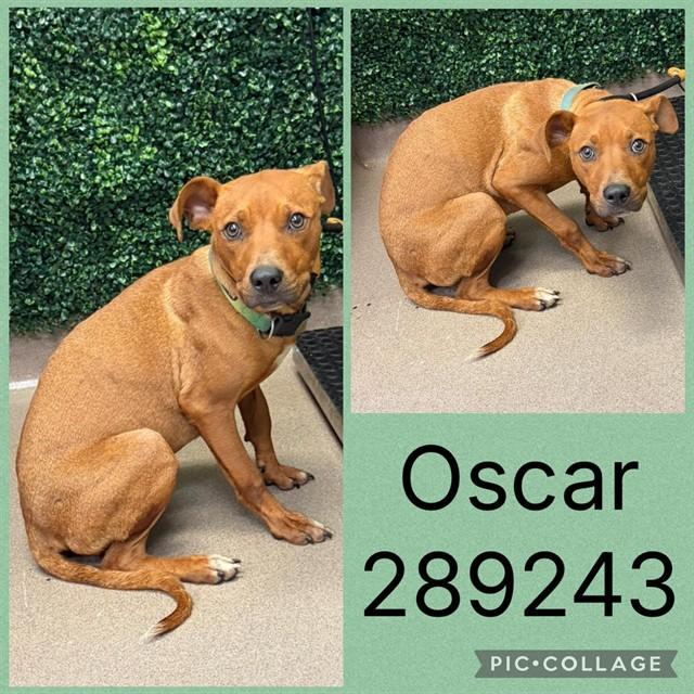 OSCAR, Adoptable, Young Male Mixed Breed.