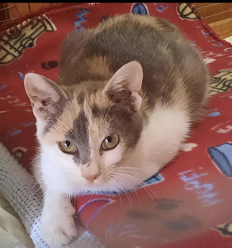 Enlarge P. G. Taffy, a Adopted American Shorthair in Columbus, GA image 1/1