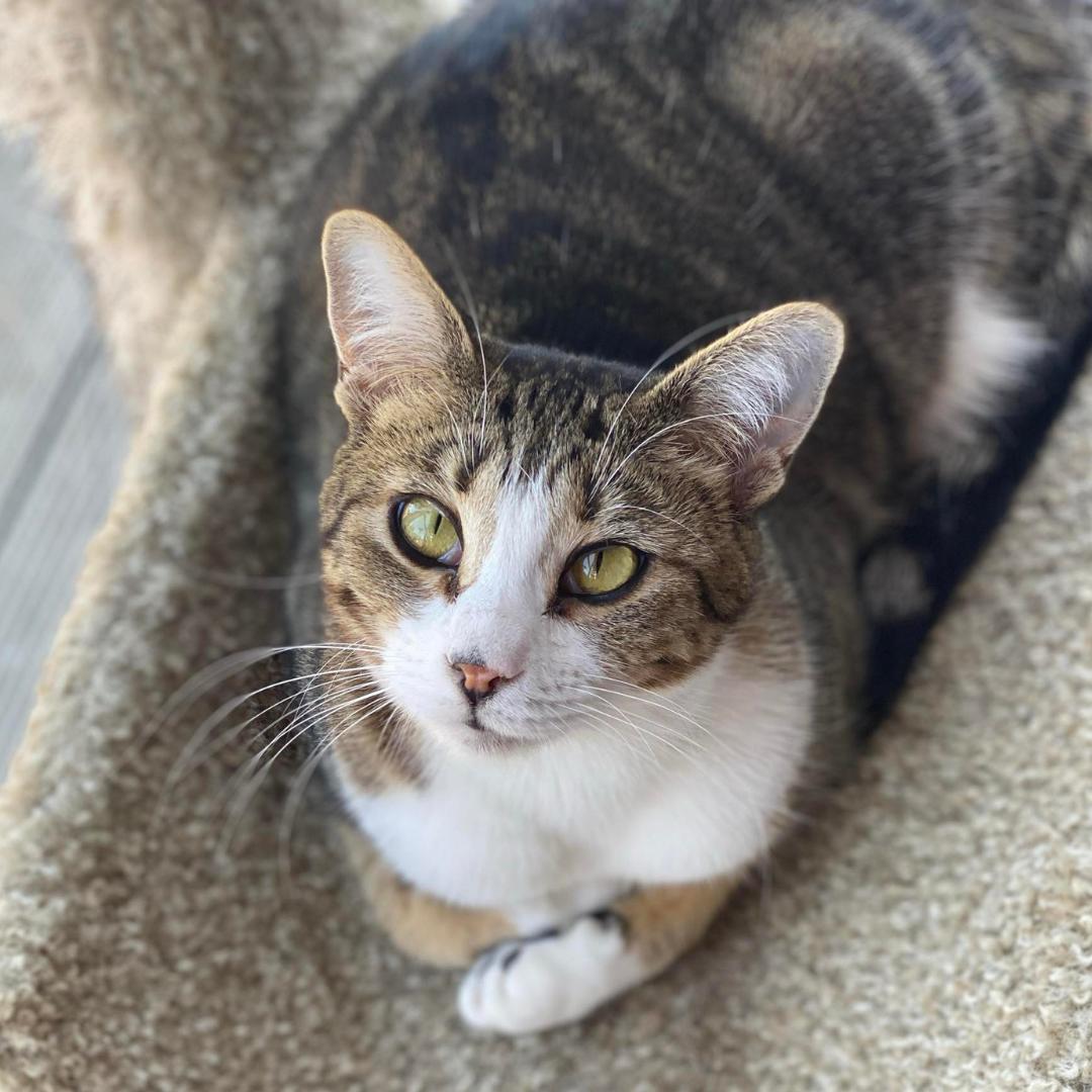 Bella, Young Female unknown