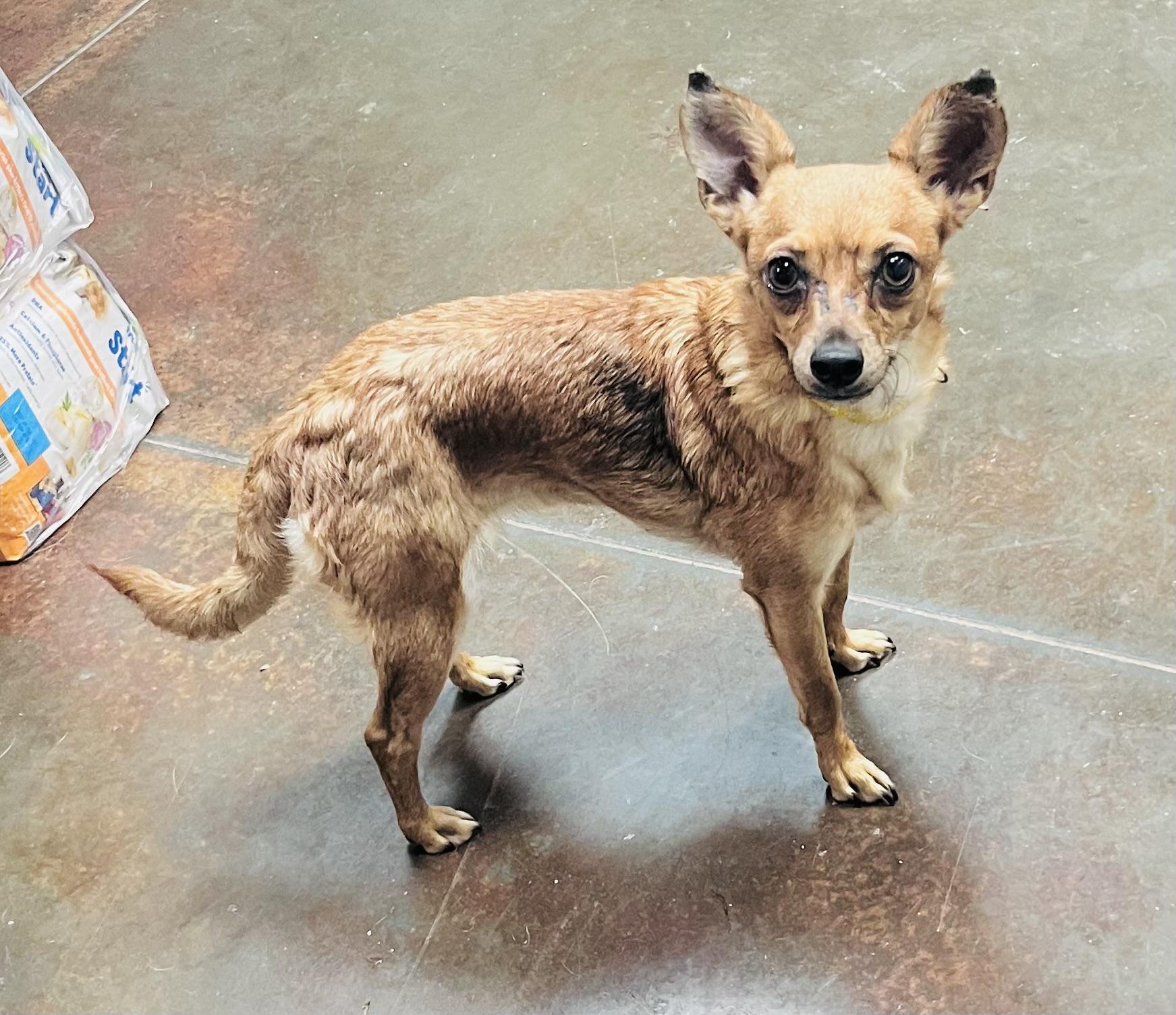 Mia, Adoptable, Adult Female Chihuahua.