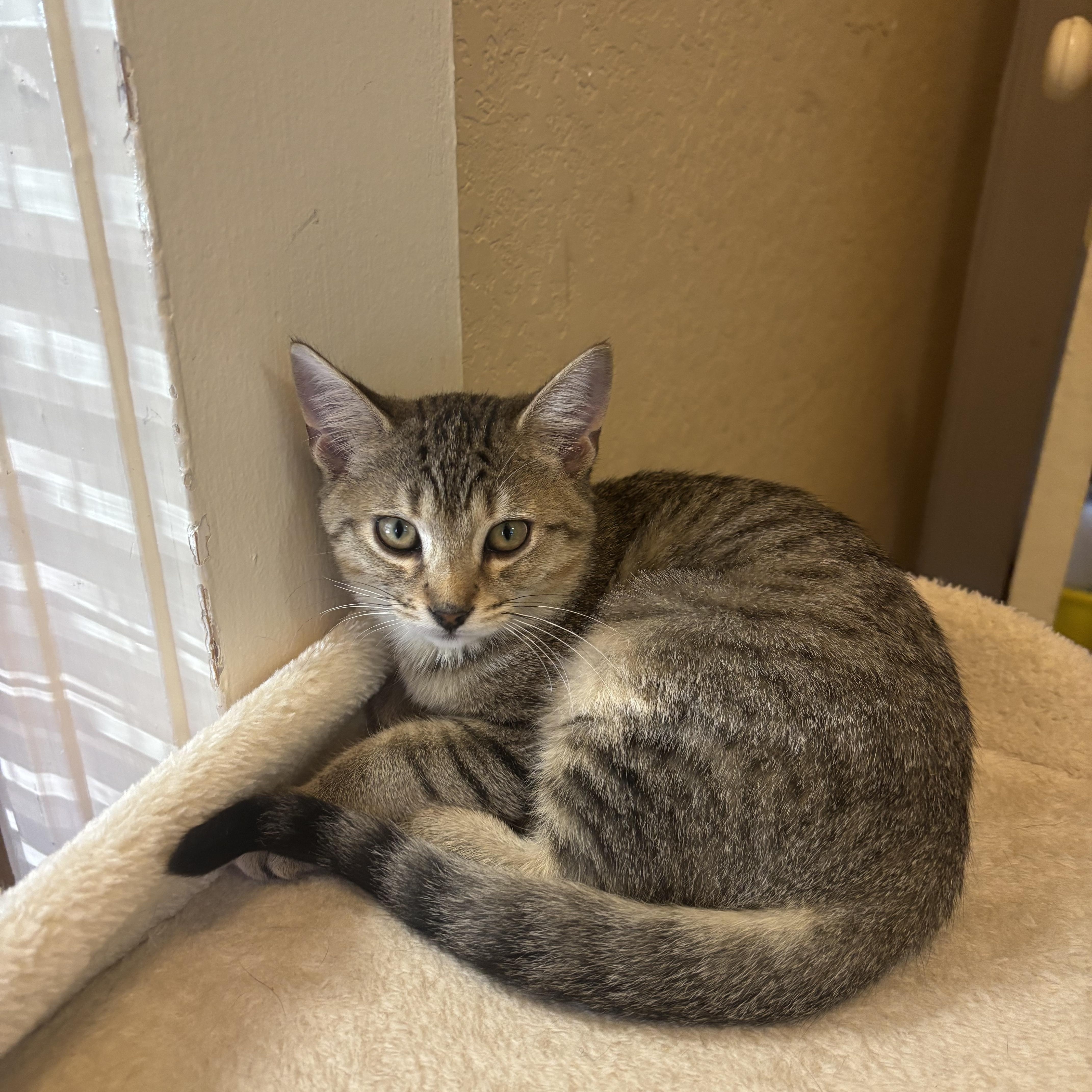 Enlarge Seven, a Adoptable Domestic Short Hair in Statesboro, GA image 2/2