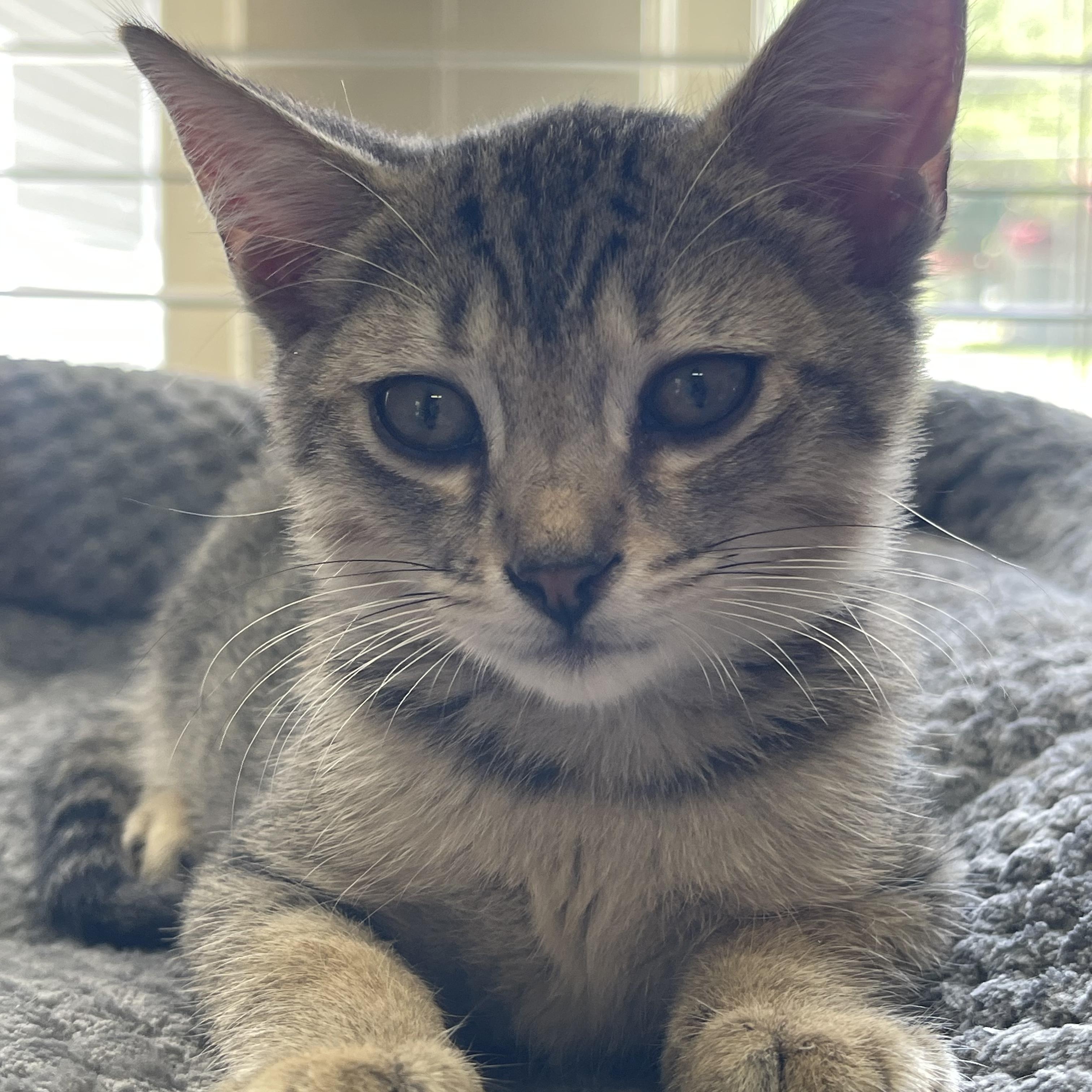 Enlarge Seven, a Adoptable Domestic Short Hair in Statesboro, GA image 1/2