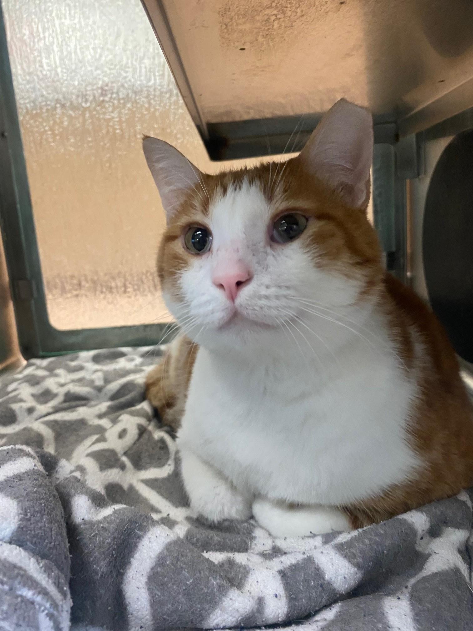 Enlarge Buddy A216039 VIP, an adoptable Domestic Short Hair in Plano, TX image 3/4