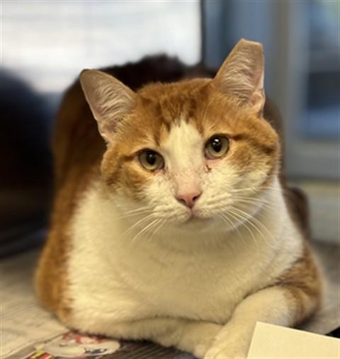 Buddy A216039 VIP, adoptable, Adult Male Domestic Short Hair.