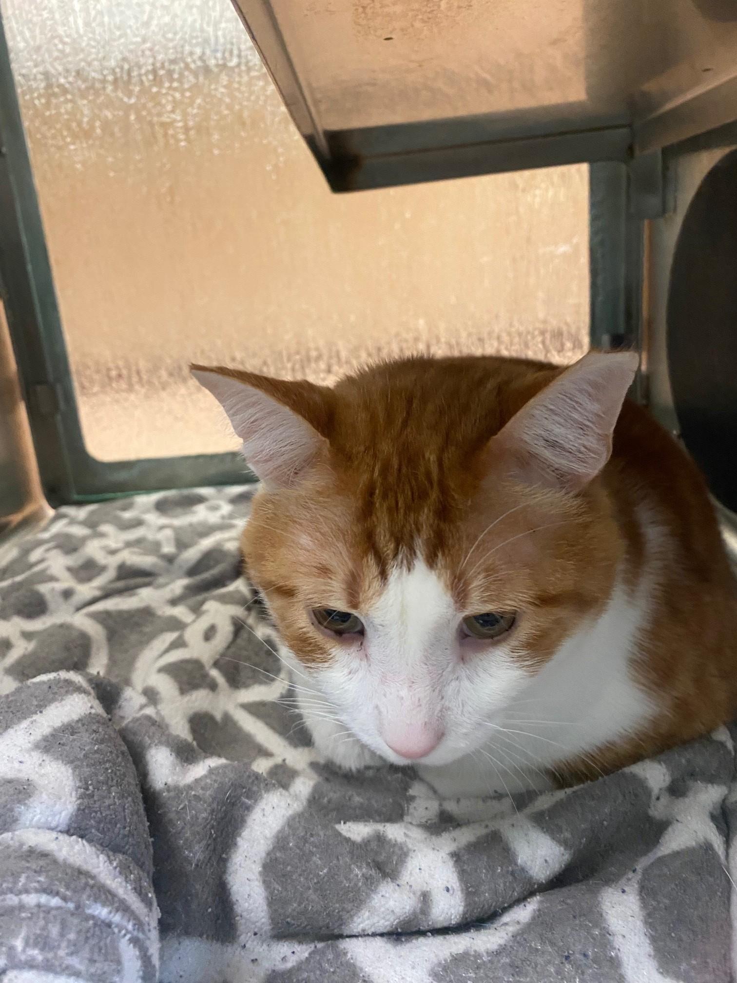 Enlarge Buddy A216039 VIP, an adoptable Domestic Short Hair in Plano, TX image 4/4