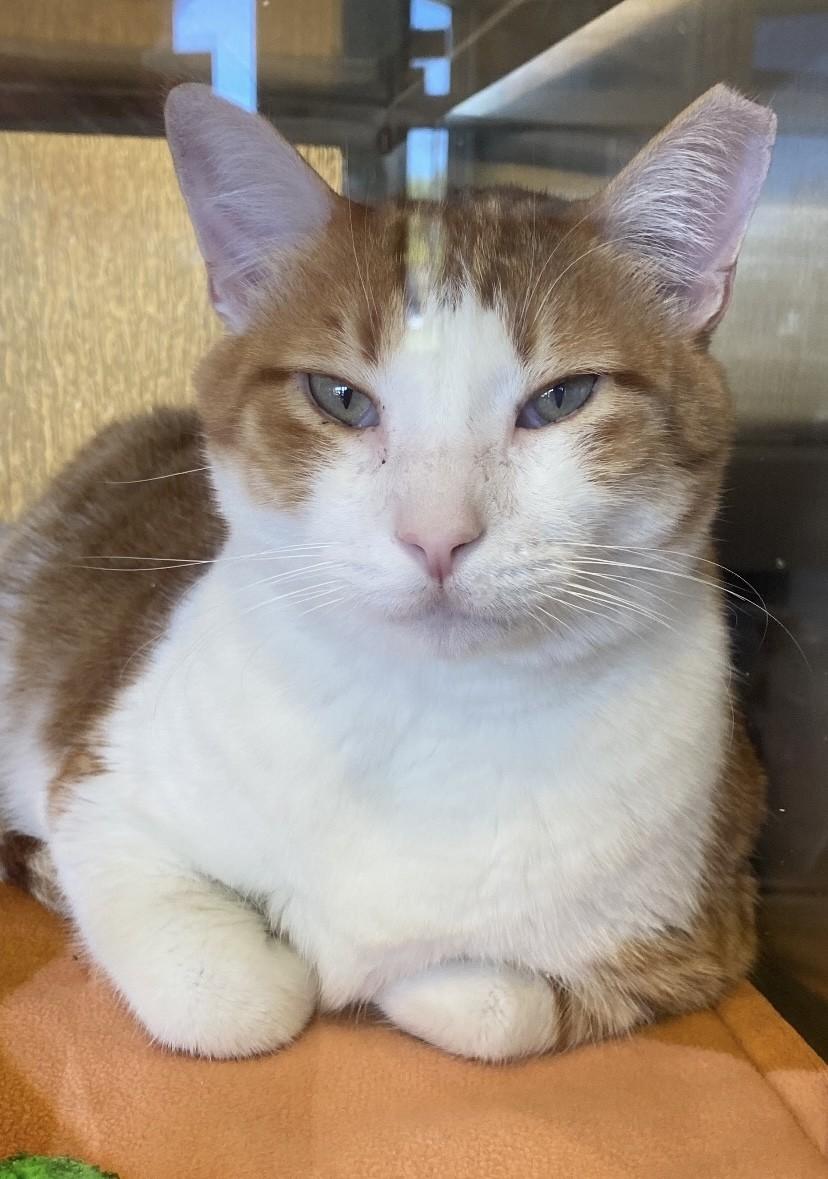 Buddy A216039 VIP, adoptable, Adult Male Domestic Short Hair.