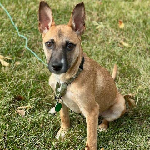 Bruester, Adoptable, Young Female Mixed Breed.