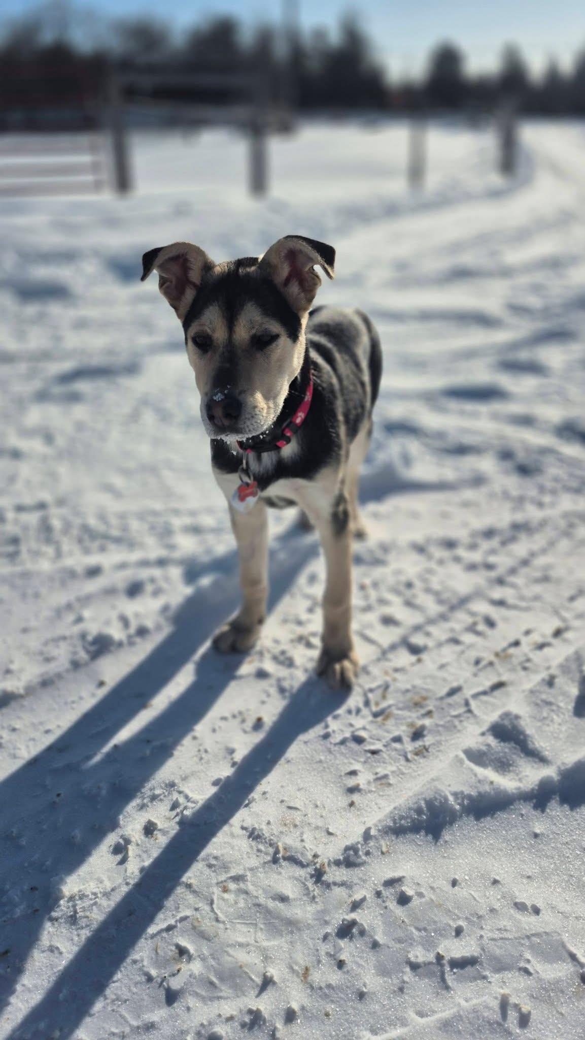 Celine 25-233, ADOPTABLE, Young Female Siberian Husky.