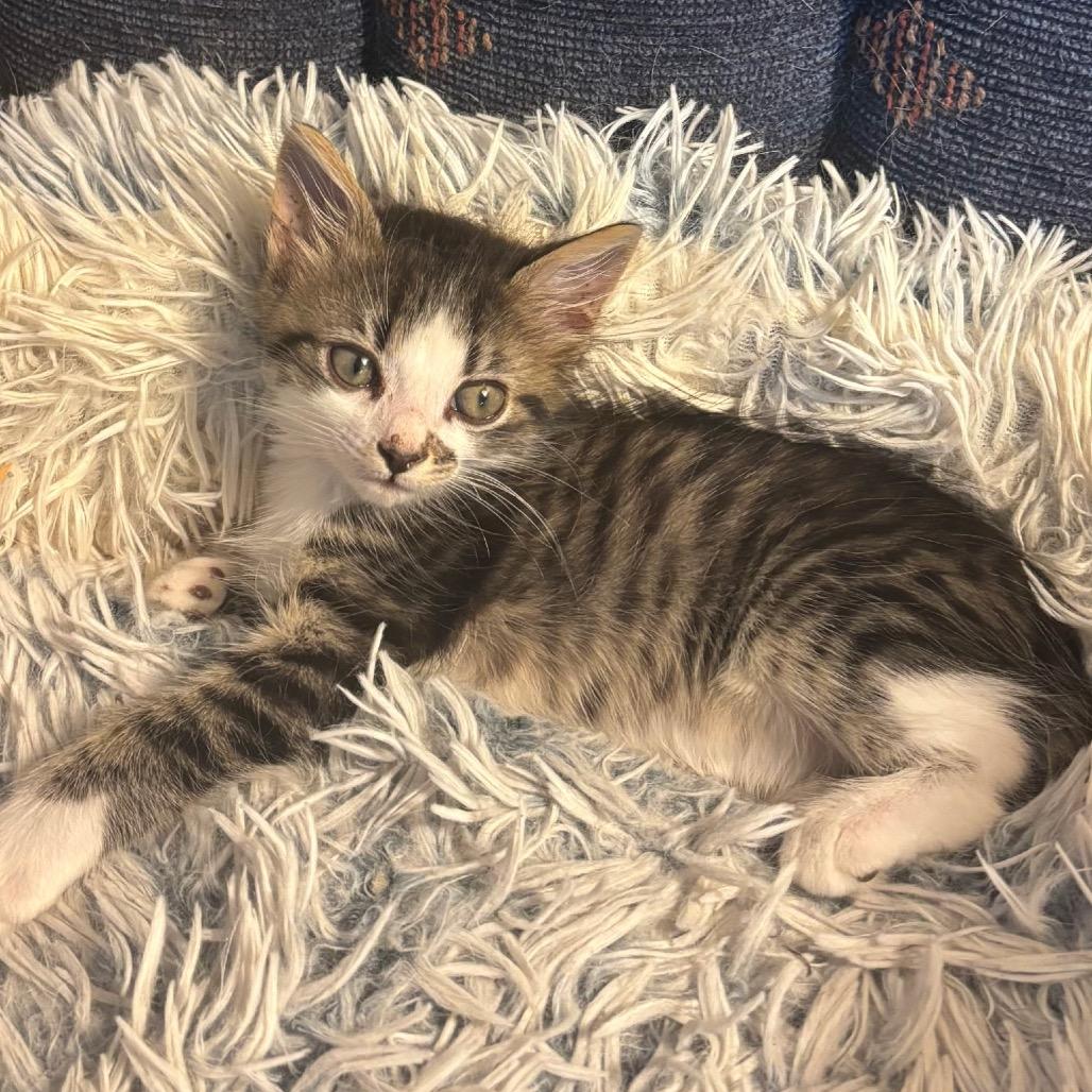 Pipsqueak, Adoptable, Kitten Male Domestic Medium Hair.