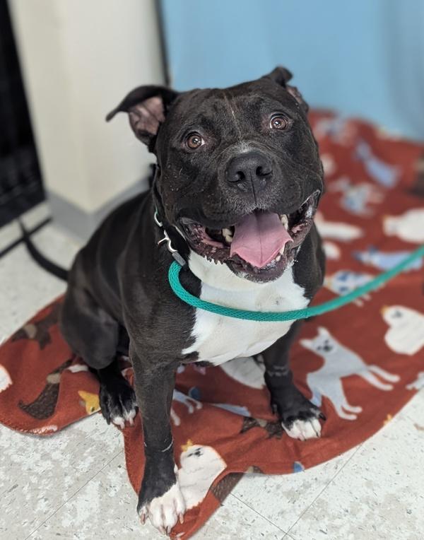Enlarge Zeus, a Adoptable mixed breed in Salt Lake City, UT image 1/1