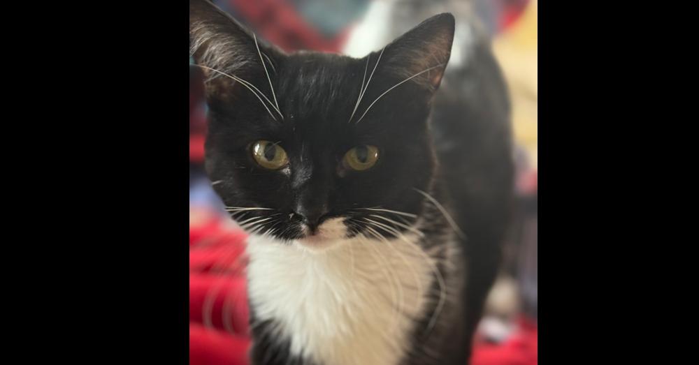 Enlarge Tux, a Adoptable Domestic Short Hair in Stockton, CA image 1/1