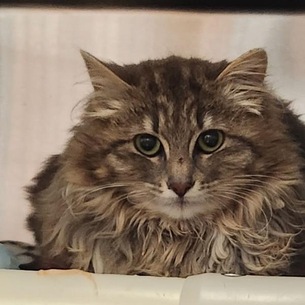 Dunlin - Barn Cat, Adoptable, Young Female Domestic Long Hair.
