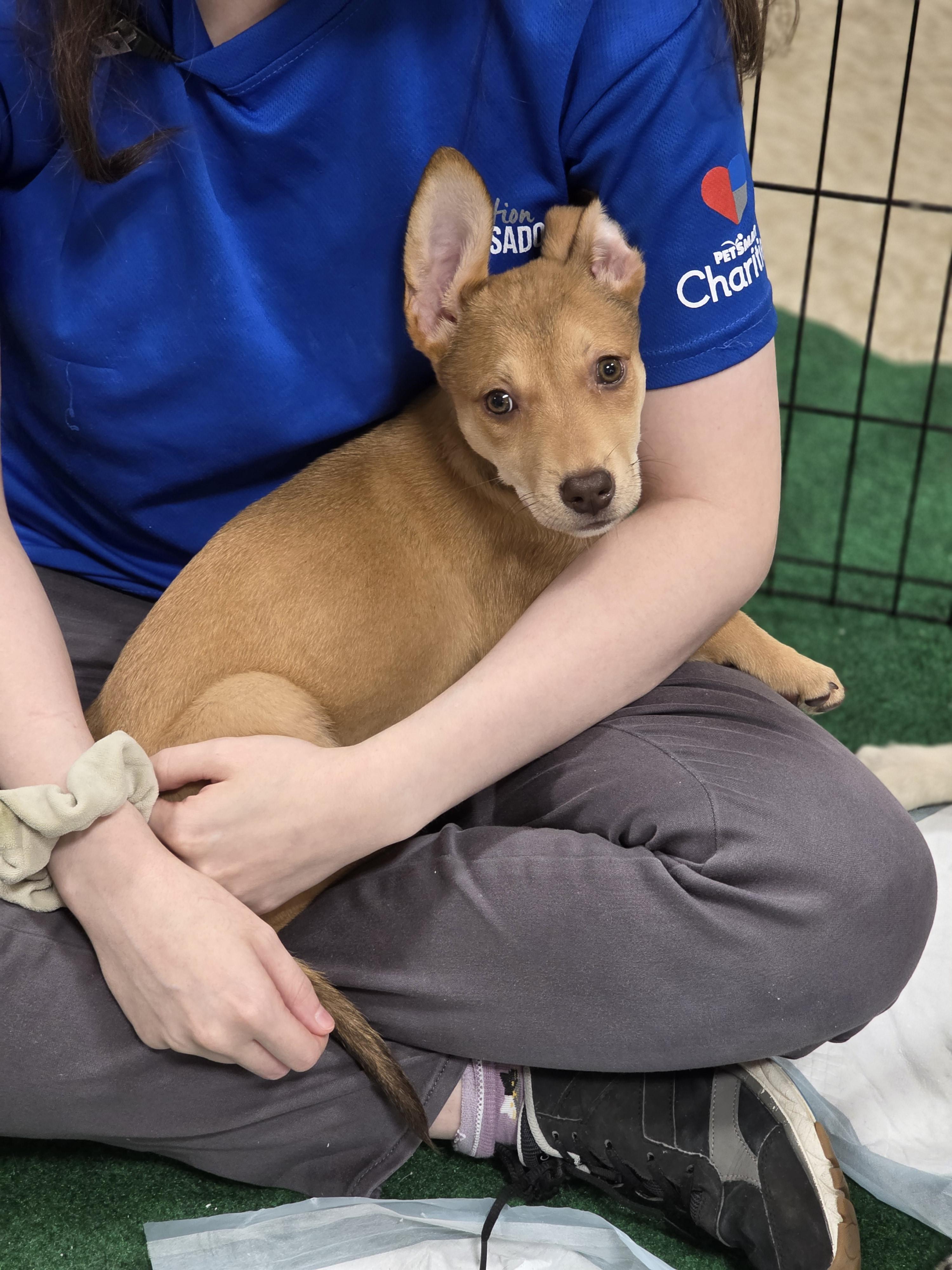 Enlarge Poppy, a Adoptable mixed breed in Seattle, WA image 1/3