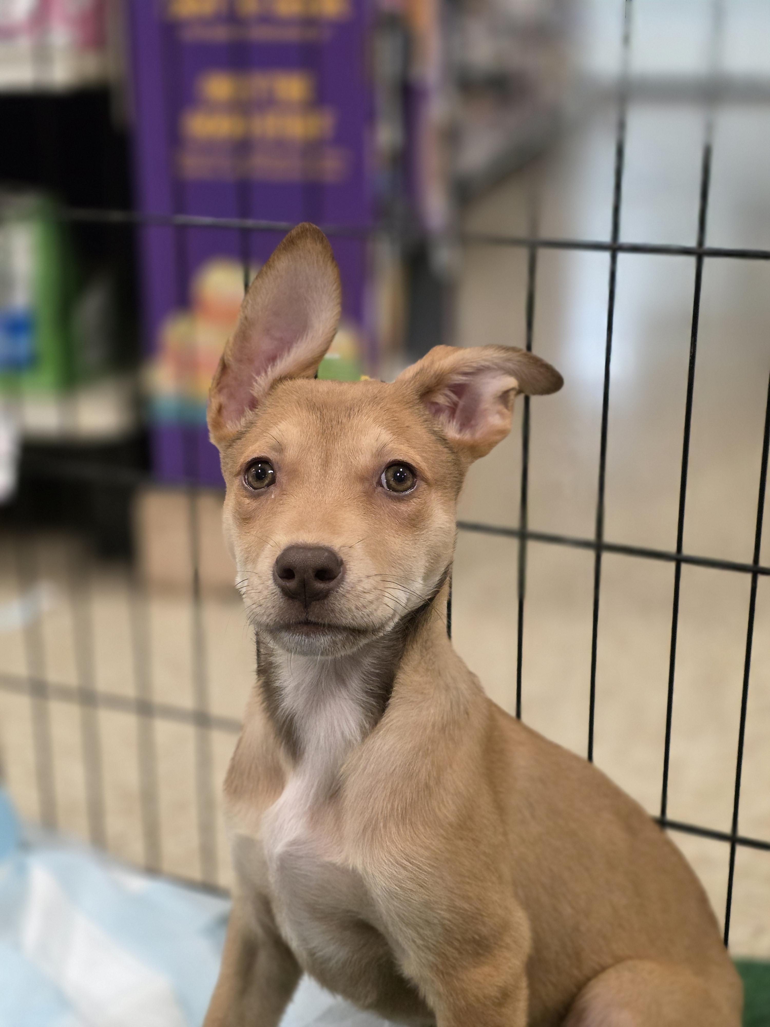 Enlarge Poppy, a Adoptable mixed breed in Seattle, WA image 2/3