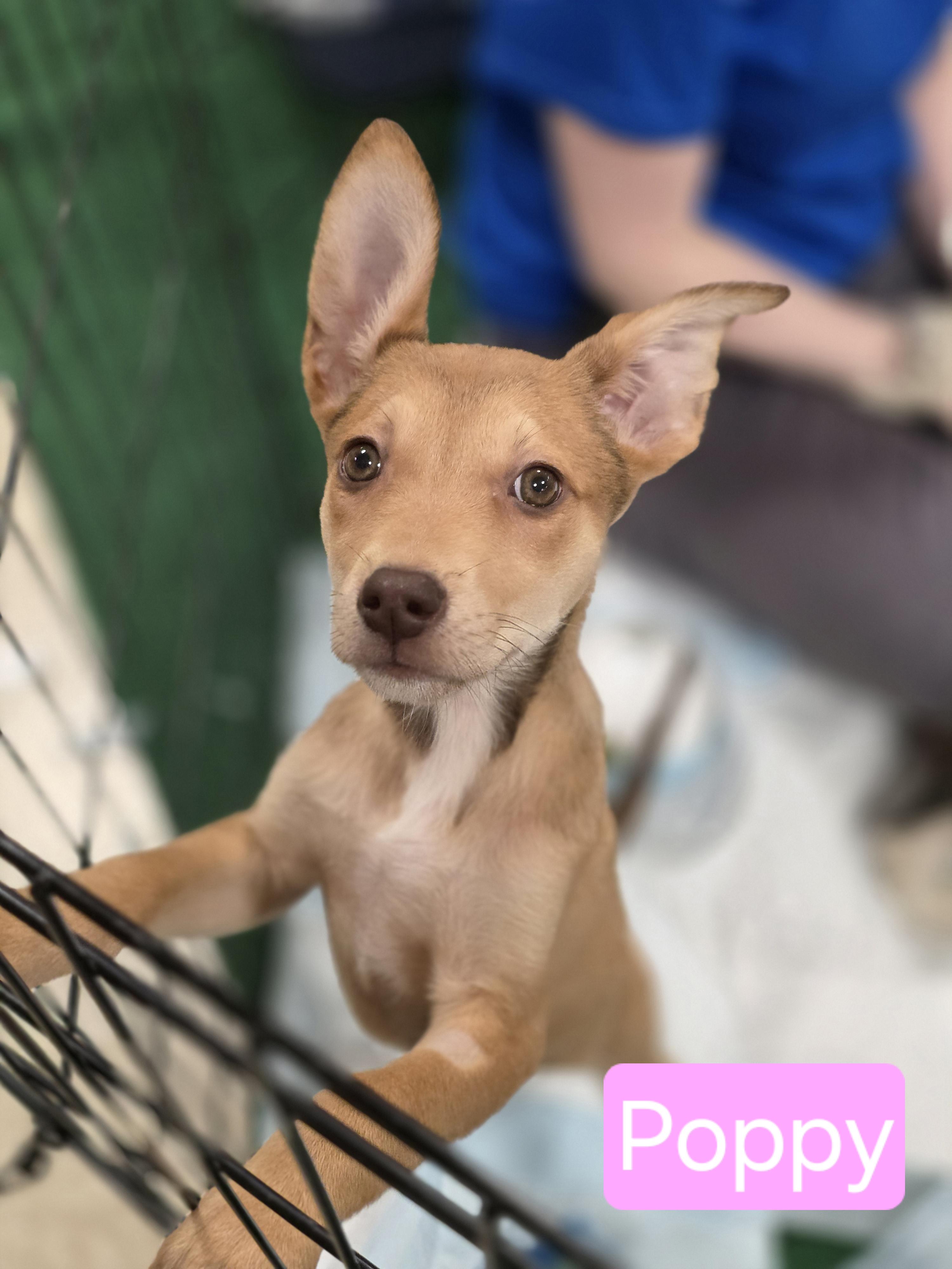 Enlarge Poppy, a Adoptable mixed breed in Seattle, WA image 3/3