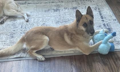 Willard, Adoptable, Adult Male Shepherd & Mixed Breed.