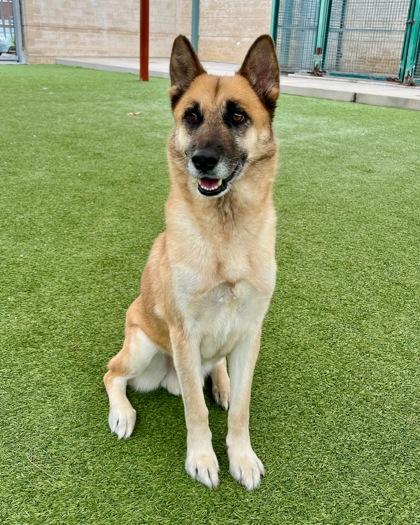 Willard, a Adoptable mixed breed in Fort Worth, TX image 2/3