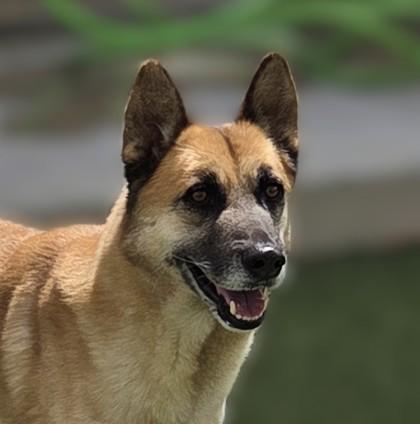 Enlarge Willard, a Adoptable mixed breed in Fort Worth, TX image 1/3