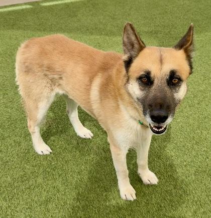 Willard, a Adoptable mixed breed in Fort Worth, TX image 3/3