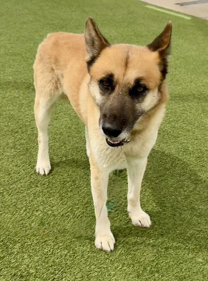 Willard, a Adoptable mixed breed in Fort Worth, TX image 3/3