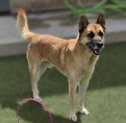Willard, a Adoptable mixed breed in Fort Worth, TX image 3/3