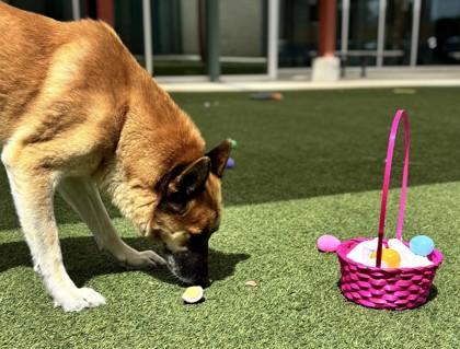 Enlarge Willard, a Adoptable mixed breed in Fort Worth, TX image 3/3