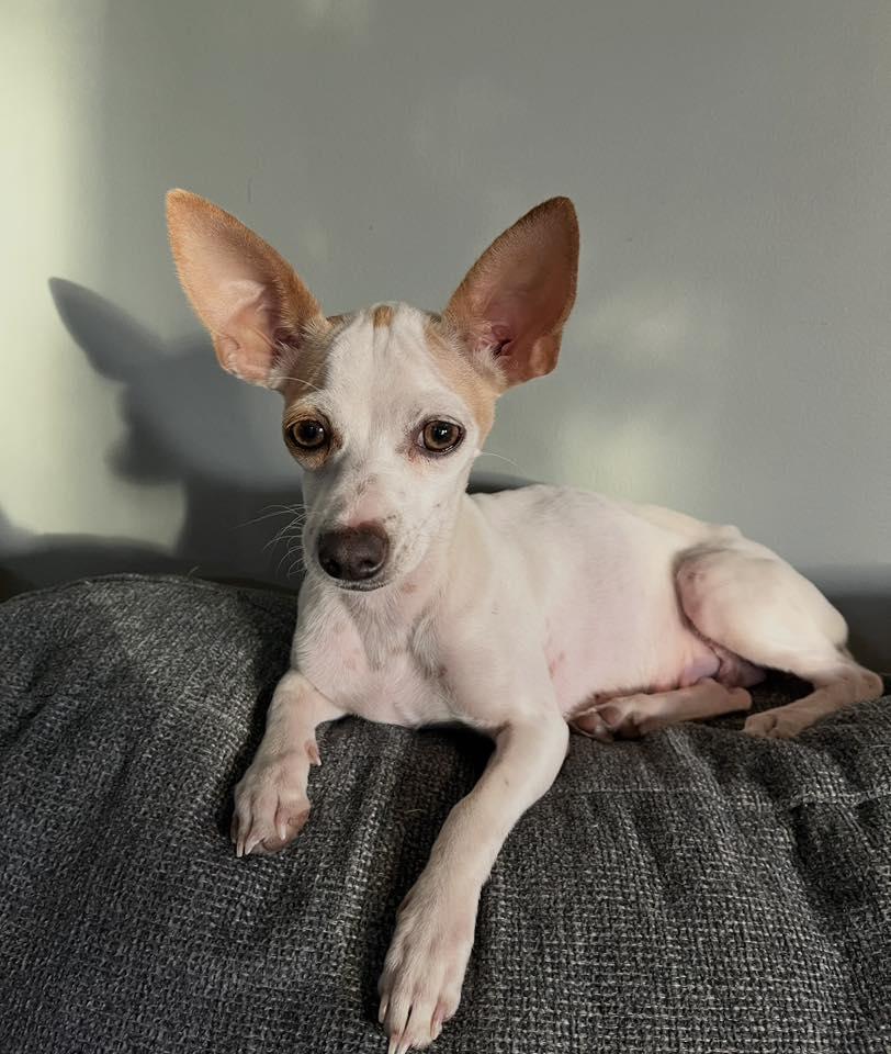 Rosie, ADOPTABLE, Adult Female Chihuahua.