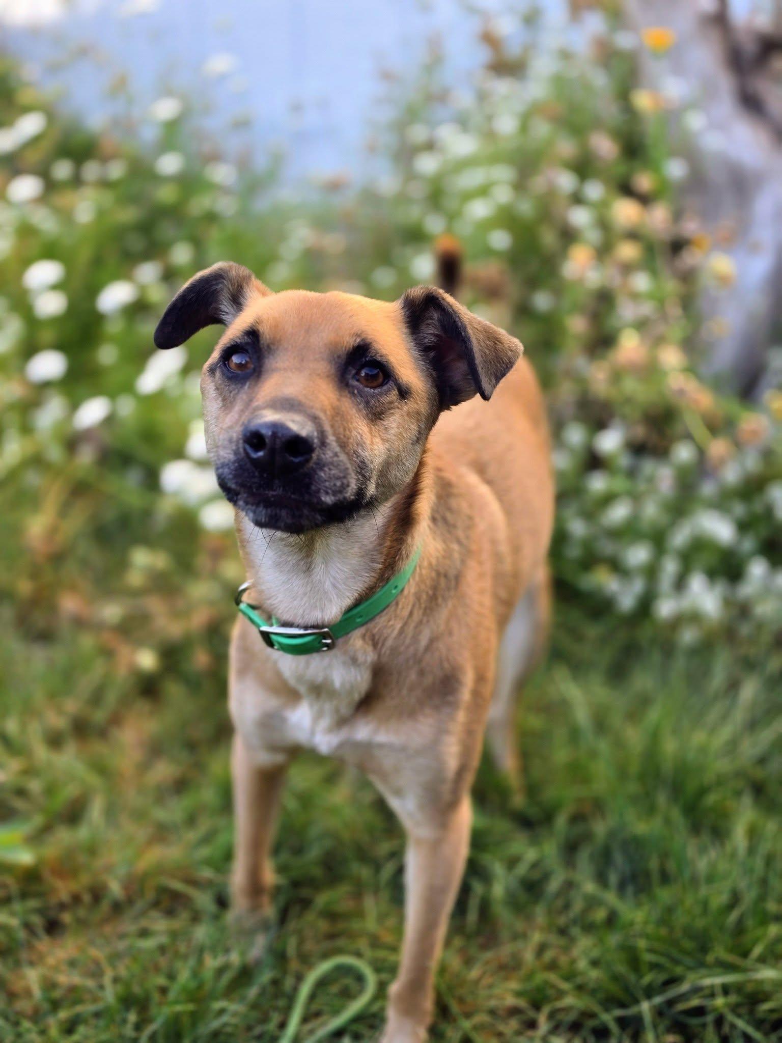 Nutmeg, Adoptable, Adult Female German Shepherd Dog.