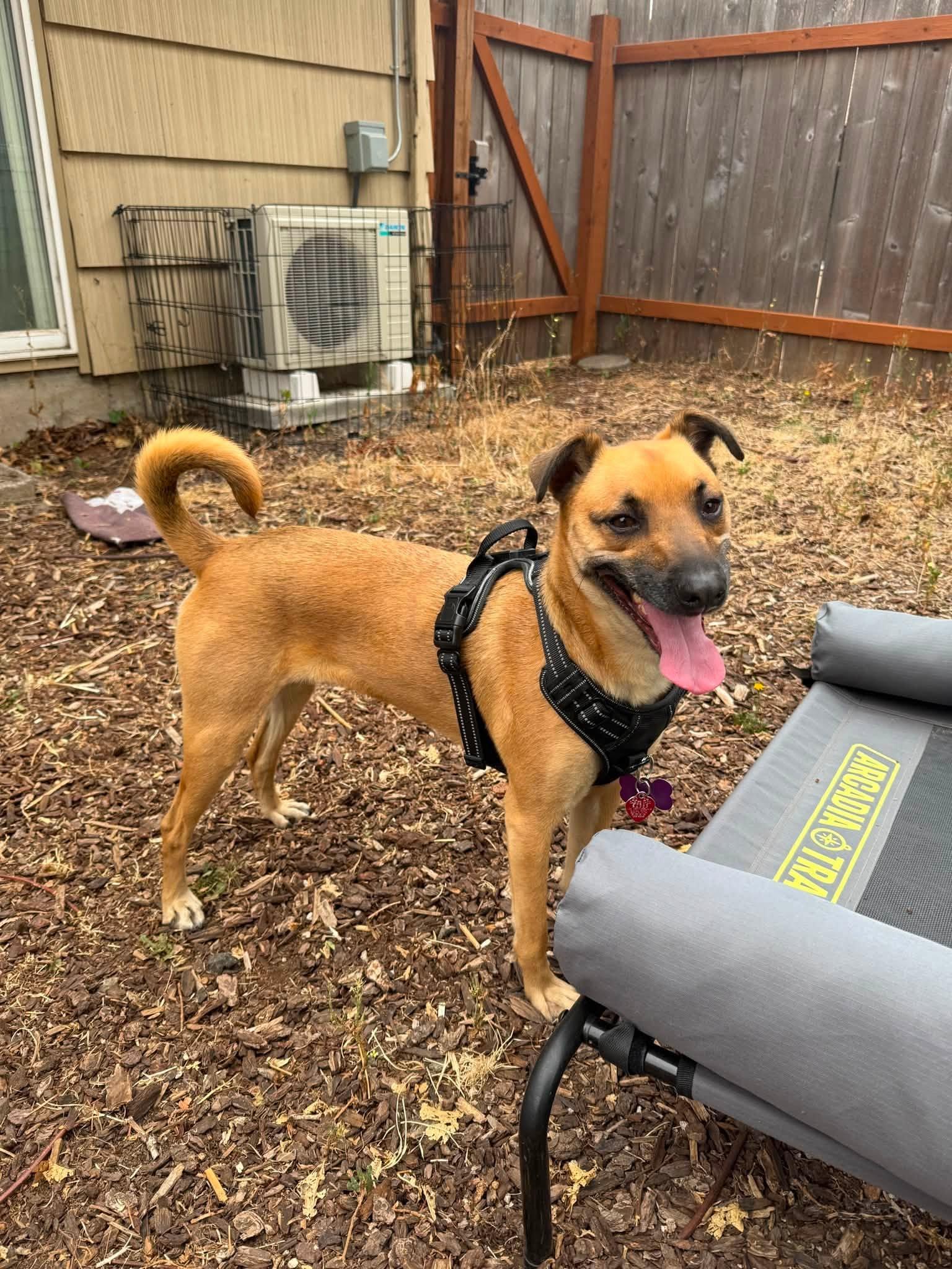 Enlarge Nutmeg, a Adoptable mixed breed in Eugene, OR image 4/5