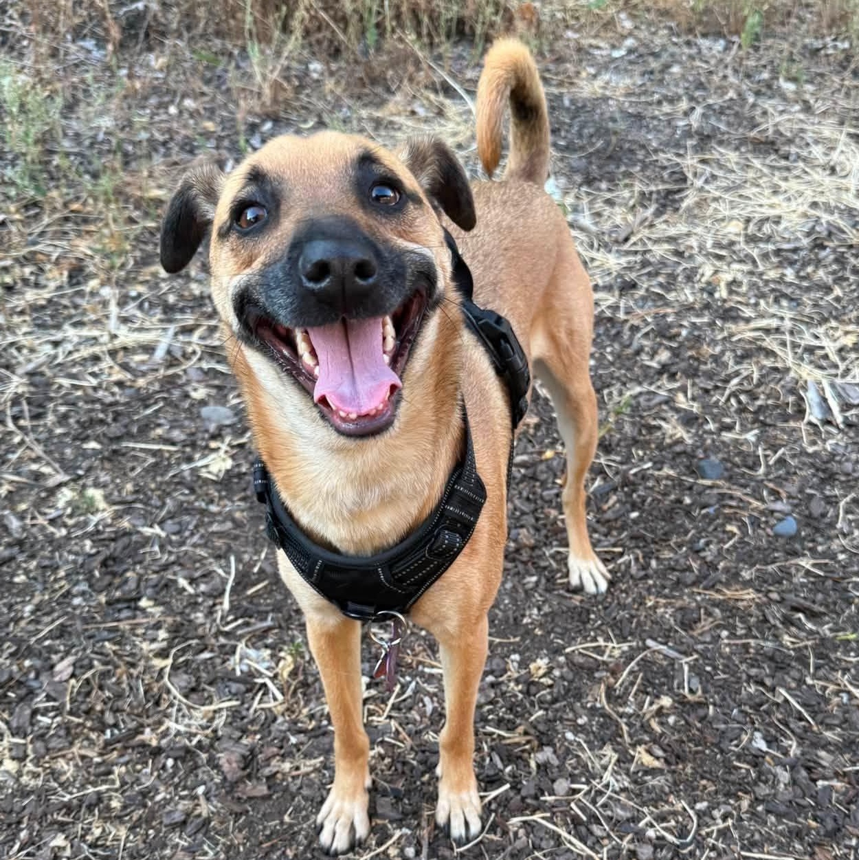 Enlarge Nutmeg, a Adoptable mixed breed in Eugene, OR image 2/5