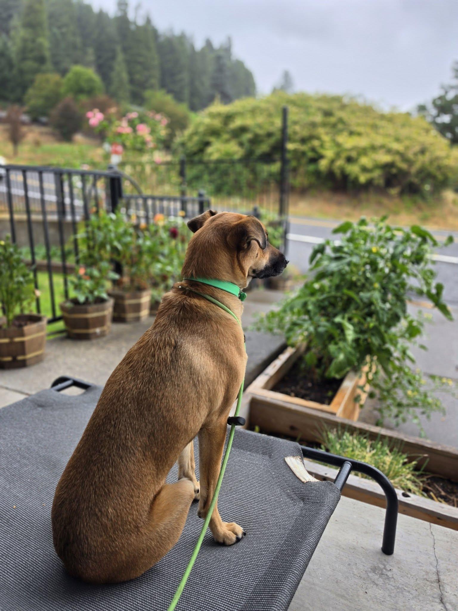 Enlarge Nutmeg, a Adoptable mixed breed in Eugene, OR image 5/5