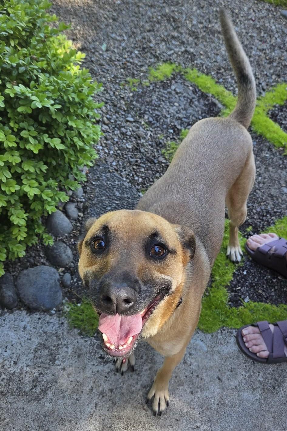 Enlarge Nutmeg, a Adoptable mixed breed in Eugene, OR image 3/5